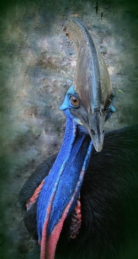 Facts About Cassowary You Didnt Know Watch And Learn Bird Tattoo
