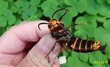Killer Wasp In Japan Pictures