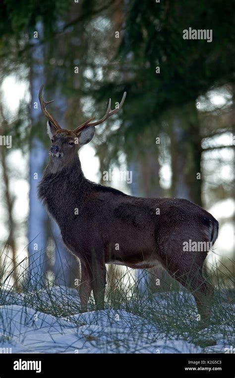 Sika Deer Dybowski Deer Cervus Nippon Hortulorum Stag In Winter