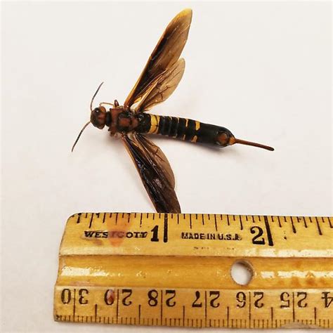 Wasp Tremex Columba Bugguidenet