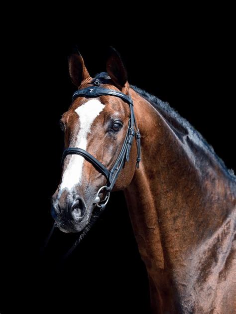 Doppeltalent für dressur und springen. Stallions | Stoeterij Zangersheide