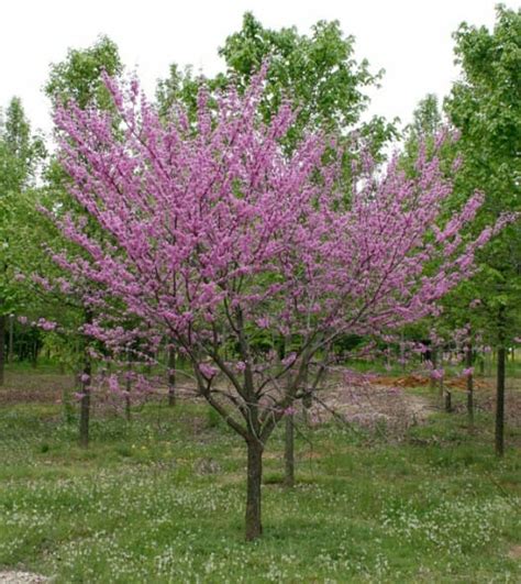 See full list on treehugger.com Single-stem Eastern Redbud - Halka Nurseries