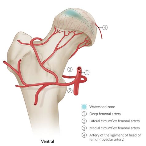 Arterial Supply Of Hip Joint Hot Sex Picture