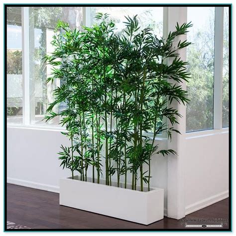 $1.7bn (£1bn ) in sales in just six years. Bamboo House Plants For Sale | Home Improvement