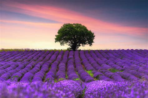 Lavender Field With Rows Lines Beautiful Landscape At Sunset