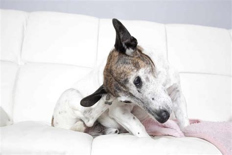 How Do You Treat Folliculitis In Dogs