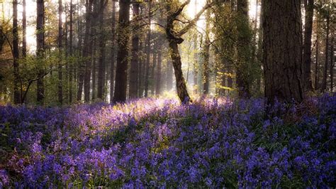 Bluebells Guide Where To Find Best Bluebell Walks Around The Uk And
