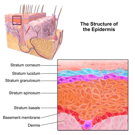 Dermatologie Grundlagendiagnostik And Aufbau Der Haut