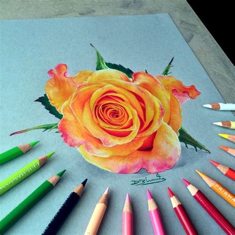 Orange Rose In Prisma On Grey Toned Paper Enjoyed This One Drawing