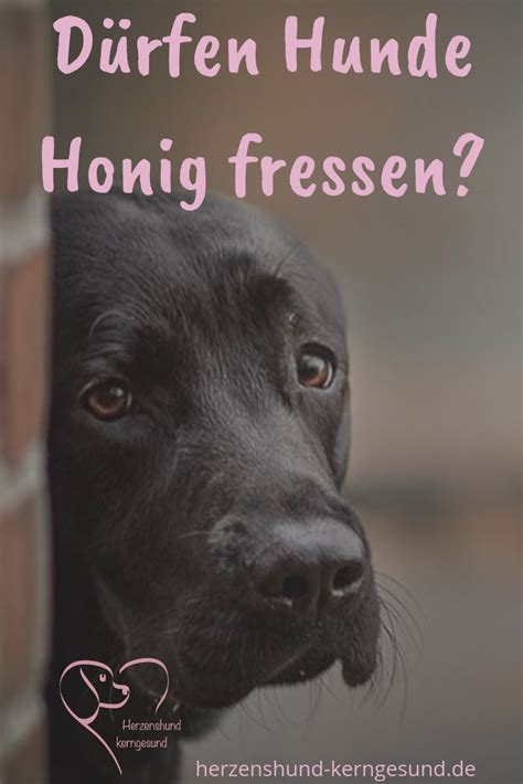 Ab wann hat ein hund fieber? Honig und Propolis für Hunde - Herzenshund kerngesund ...