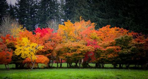 Beautiful Colorful Fall Trees Stock Photo Image Of Green Yellow