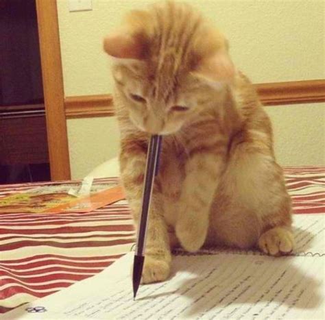 Kitty Cat Doing His Homework Furry Friends Pinterest