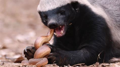 Honey Badger And Mole Snake Engage In A Deathmatch In A Deаdɩу ѕһowdowп