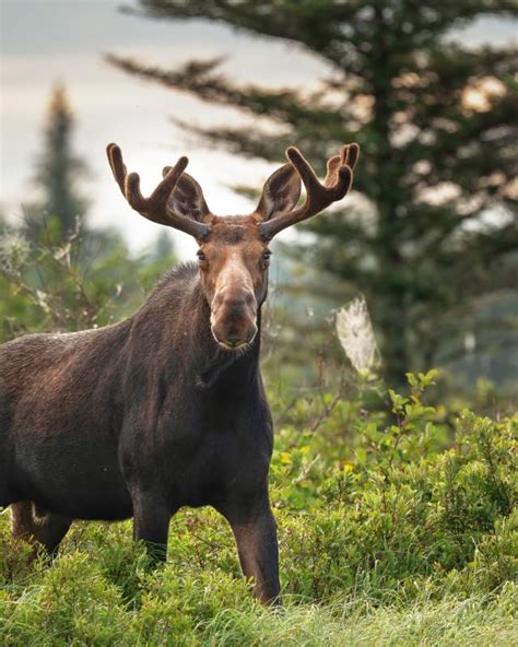 Wildlife Watching In Maine Where To See Moose Bears And Loons