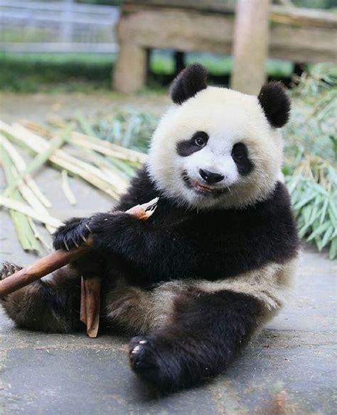 Smiling Panda With Images Funny Wild Animals
