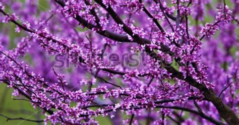 Purple Flowering Trees In Pa The Best Purple Flowering Trees