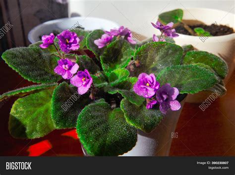 Potted Violet Flowers Image And Photo Free Trial Bigstock