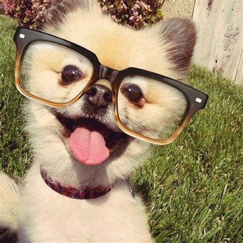 Look These Dogs Are Wearing Glasses And They Suit Them 14