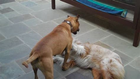 Dogs Fight To The Death Pitbull Vs Australlian Shepard Youtube