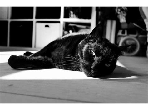 Merveilleux Chats Noirs D Couvrez Photos Magnifiques Cats Black