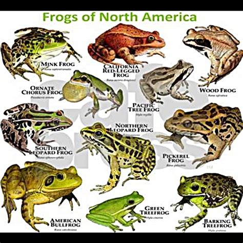 Fabulous Frogs Of North America Daves Garden