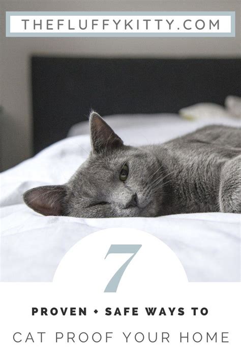 7 Proven Ways To Cat Proof Your Home Con Imágenes