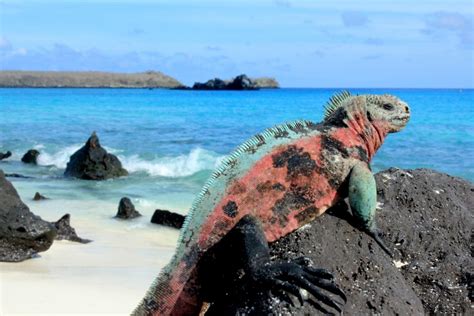 17 Incredible Galapagos Animals To Spot During Your Vacation