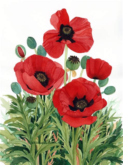 Red Poppies Watercolor Painting Reproduction By Wanda Etsy