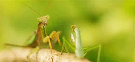 Check spelling or type a new query. Image - 739543 | Animals Being Jerks | Know Your Meme
