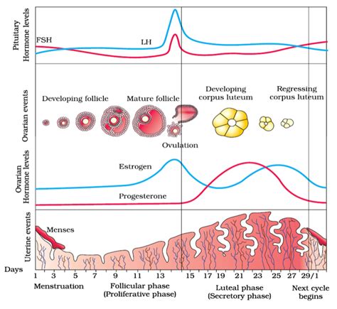 Understand the effects that changes in your hormone have and when you're most likely to get pregnant. Menstrual Cycle (Reproductive Cycle) - DRGP Biology