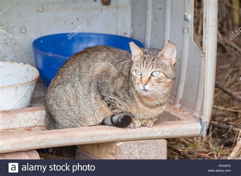 Felis Catus Or The Feral Cat Hi Res Stock Photography And Images Alamy