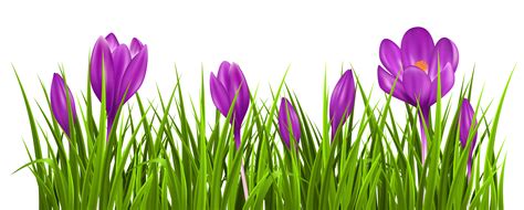 Download pictures, illustrations and vectors for free! Crocus clipart 20 free Cliparts | Download images on ...