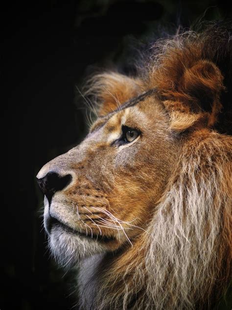 The Majestic Lion Stock Photo Image Of Royal Lion Jungle 42609090