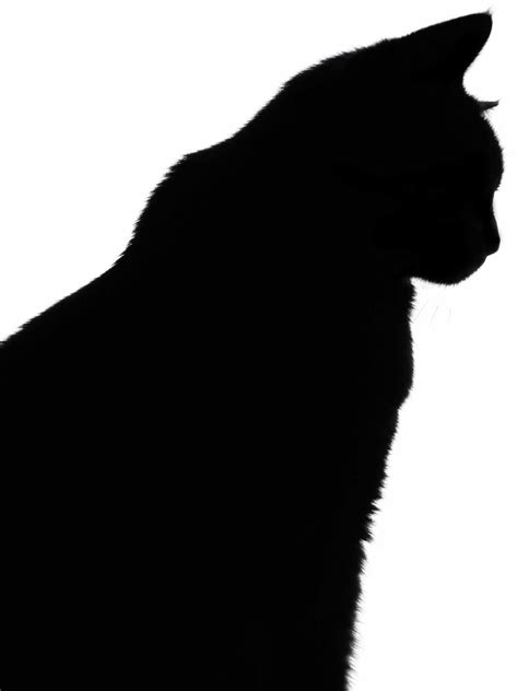 Cat Silhouette Vector Clipart Best