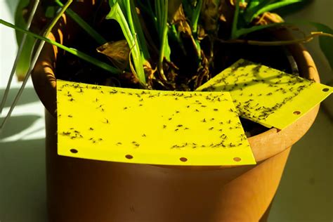 How To Get Rid Of Gnats 10 Fast Easy Ways That Really Work