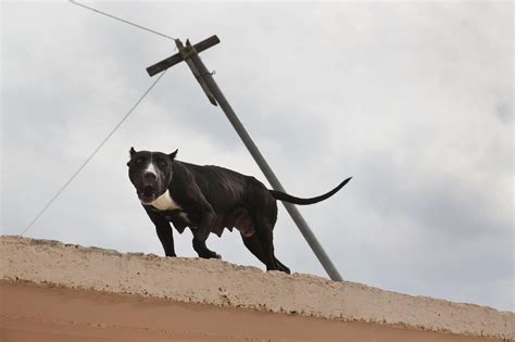 Soledad Aburrimiento Insolación Y Hambre Así Viven Los Perros