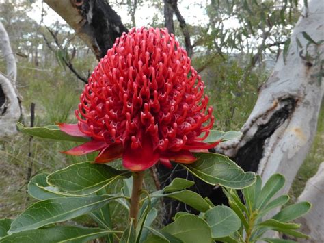 A Waratah The State Floral Emblem Of New South Wales Telopea