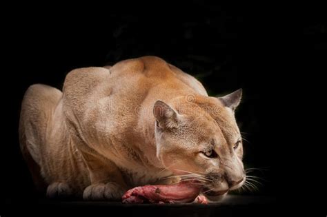 Cougar Eating Stock Photo Image Of Eating Portrait 69112098