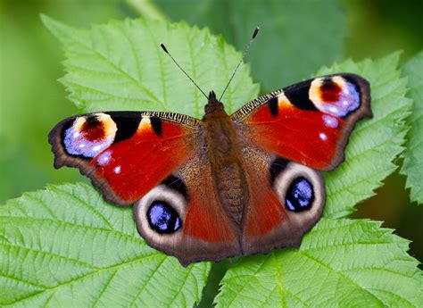 Record Low Number Of British Butterflies Concerns Scientists Farming