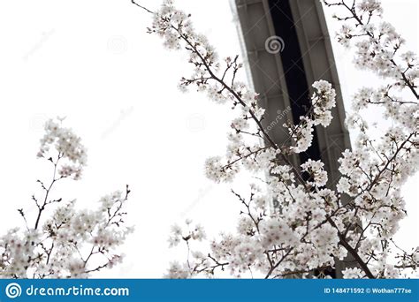 Cherry Blossoms In Chiba Stock Photo Image Of Nature 148471592