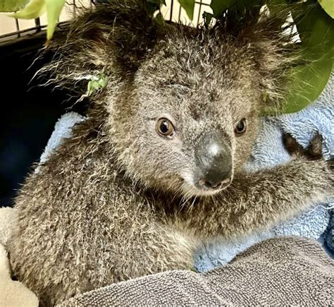 Hopeful News As An Orphaned Koala Flood Survivor Is Released Back Into