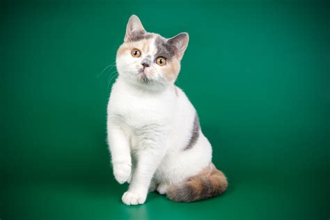 Calico British Shorthair Cat Pictures Facts Origin And History Hepper