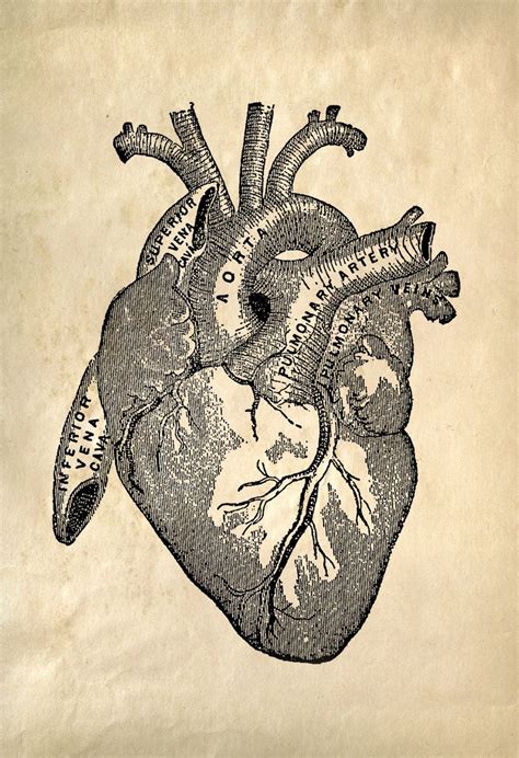 Vintage Anatomy Heart Diagram Print W Optional Frame High Quality