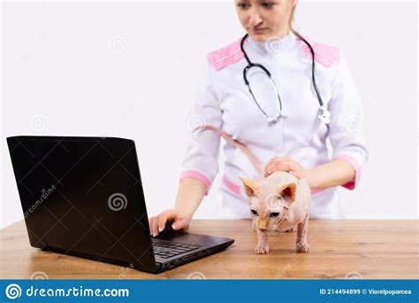Smiling Veterinarian Examining Sphinx Cat Diagnosis Consultation Online At Laptop Vet Doctor