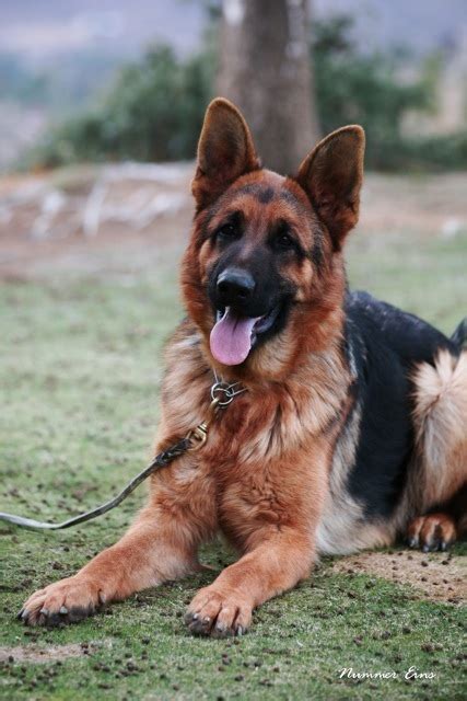 Adult German Shepherds For Sale High End Purebred And Imported German