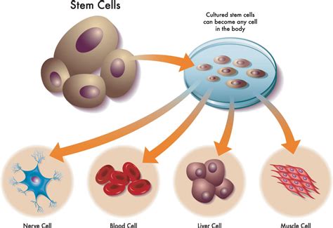 The State Of The Science In Culturing Totipotent Stem Cells