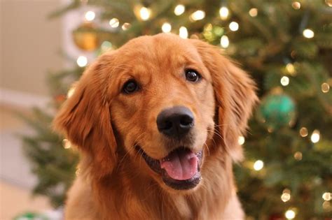 At this young age it may be difficult to tell do your homework and make sure you get your puppy from a certified breeder. red golden retriever... | Golden retriever red, Golden ...