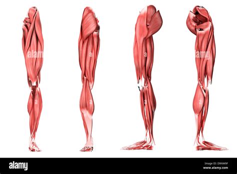 Leg Muscle Diagram Side Hamstring Muscles And Your Back Pain The