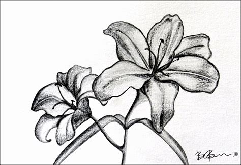 White Lilies Drawing At Getdrawings Free Download