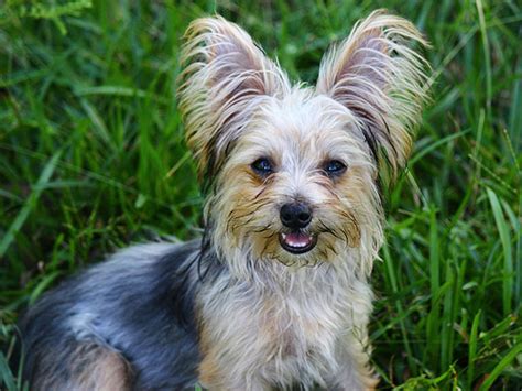Crazy Pictures Cute Yorkie Poo Pics